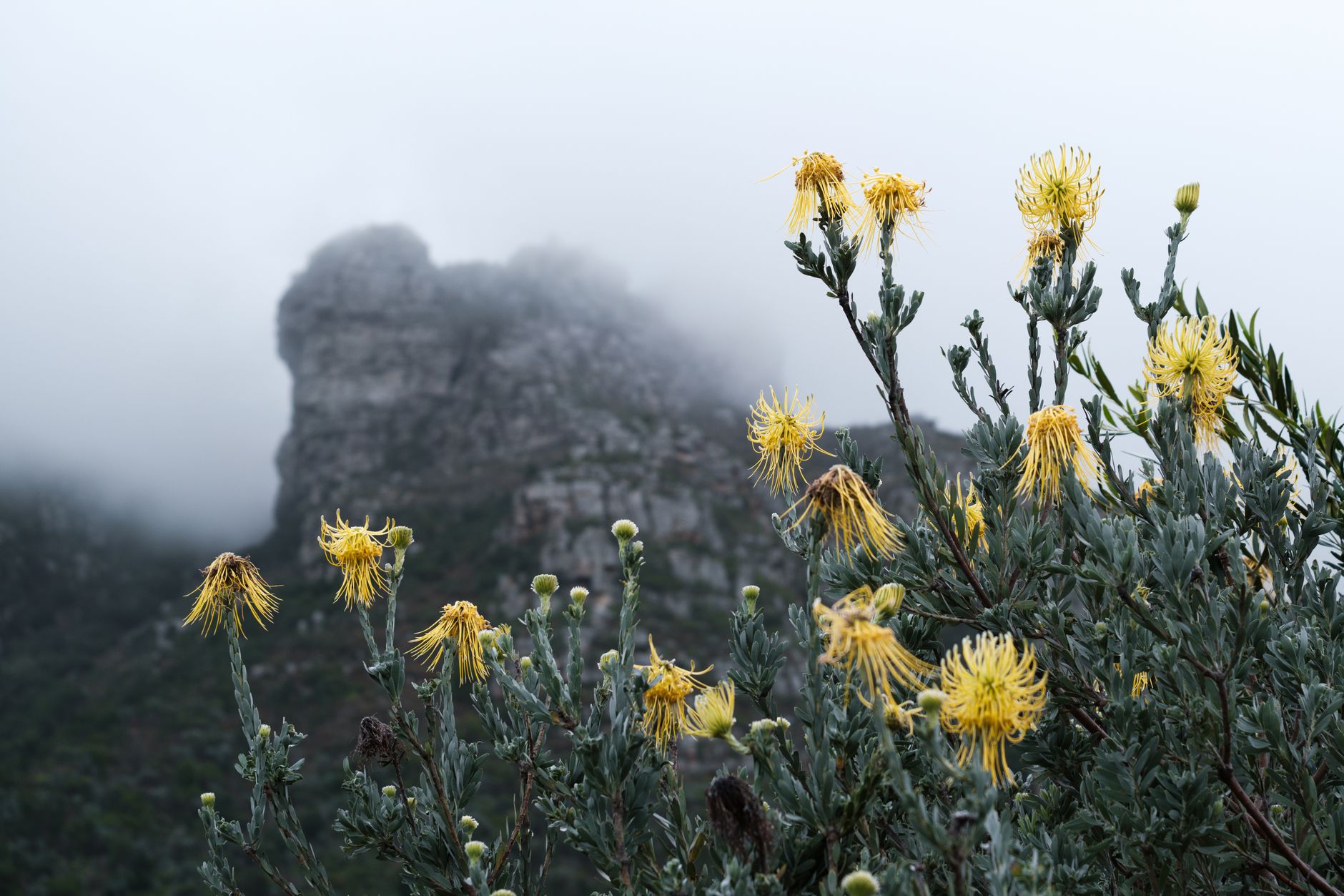 Yellow tree pincushion flowers with silver-grey leaves in the foreground, and behind them a dark rock buttress half swallowed by mist above forested slopes
