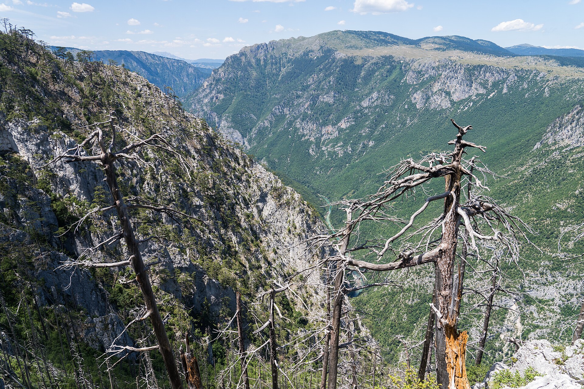 A high viewpoint over the Tara canyon, bleached dead pines in the foreground and the river a thin turquoise line far below
