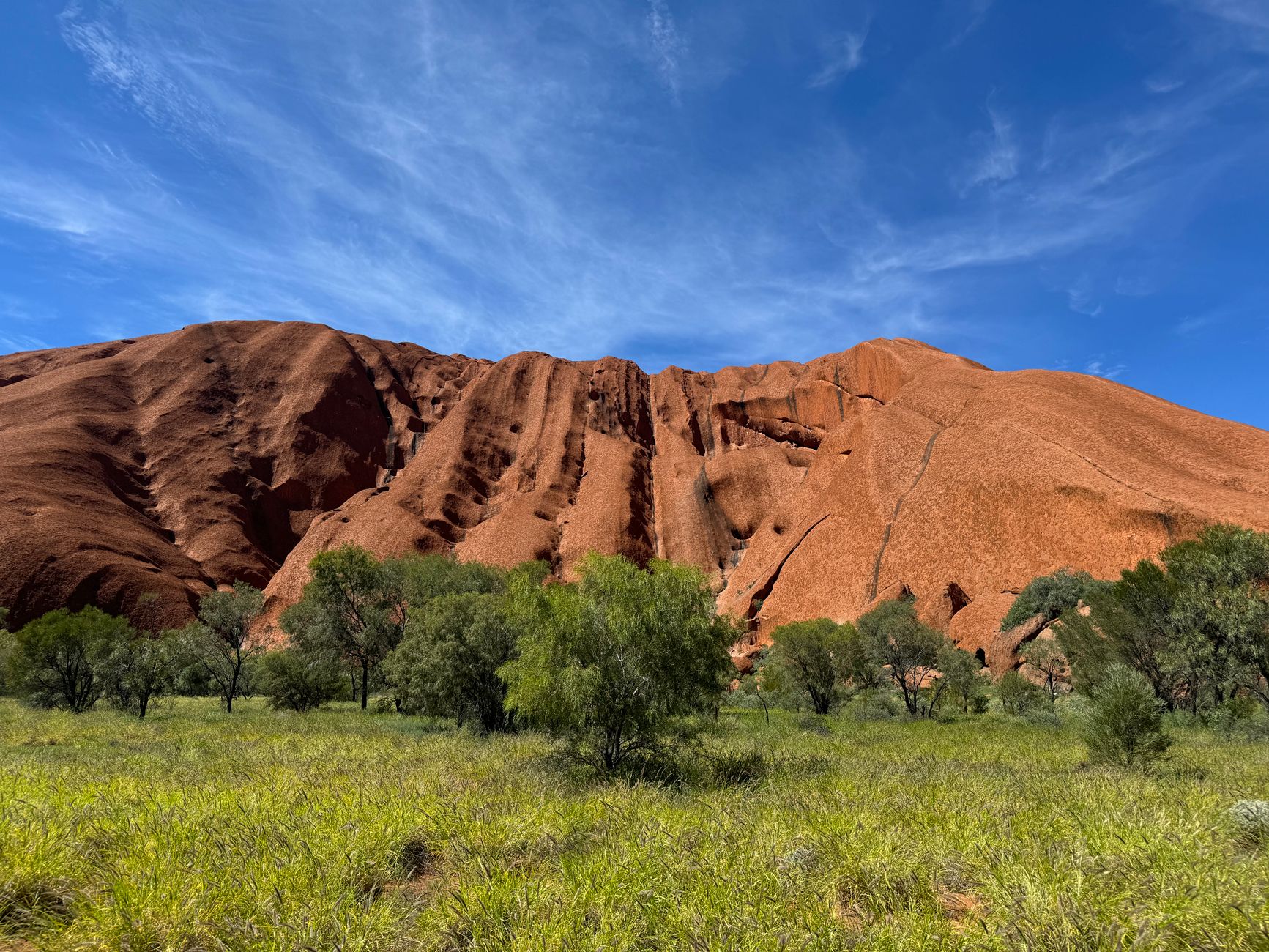 The steep flank of Uluru rising directly behind a band of green trees and grass at its base