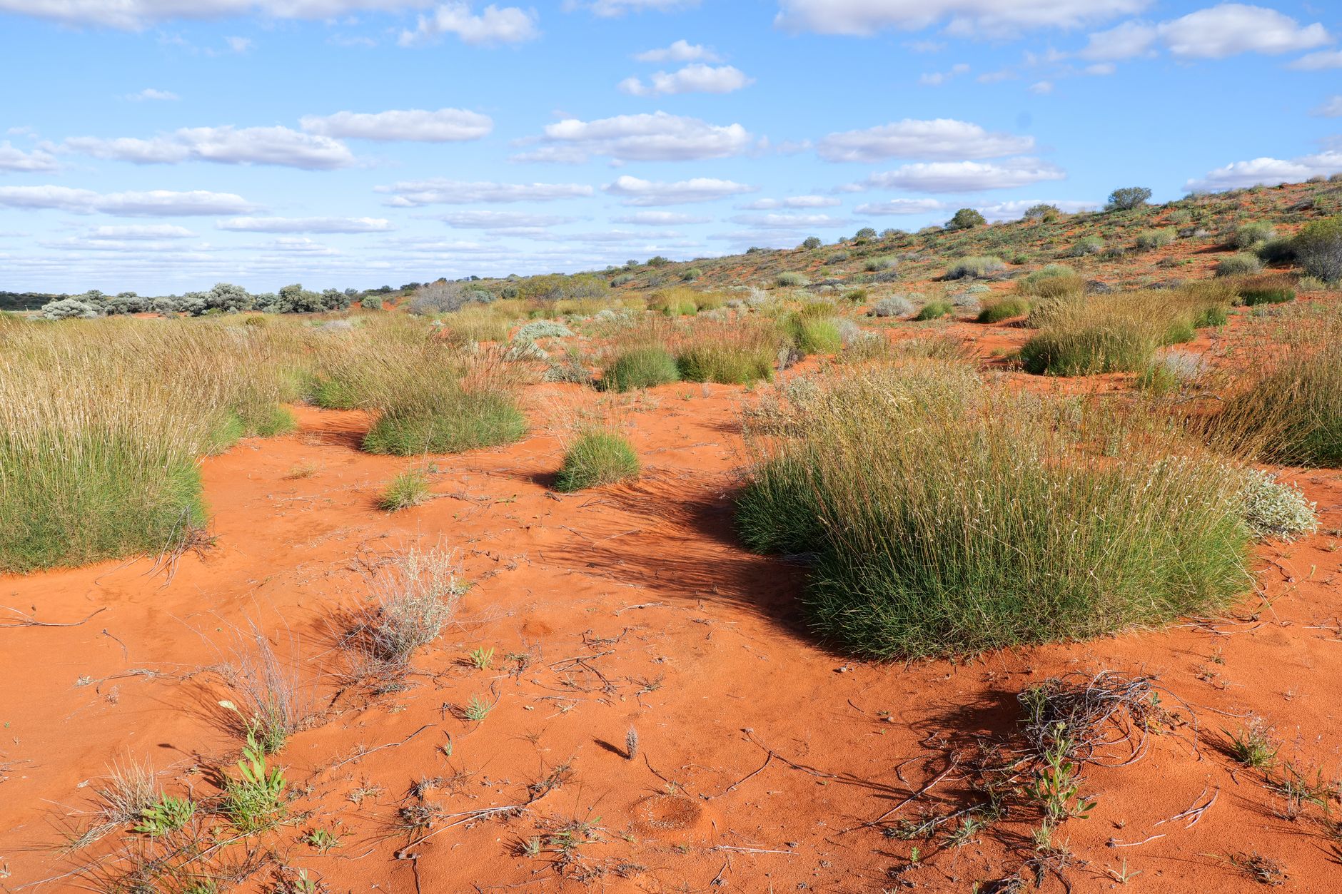 Clumps of spiky spinifex grass growing out of deep red sand under a bright desert sky
