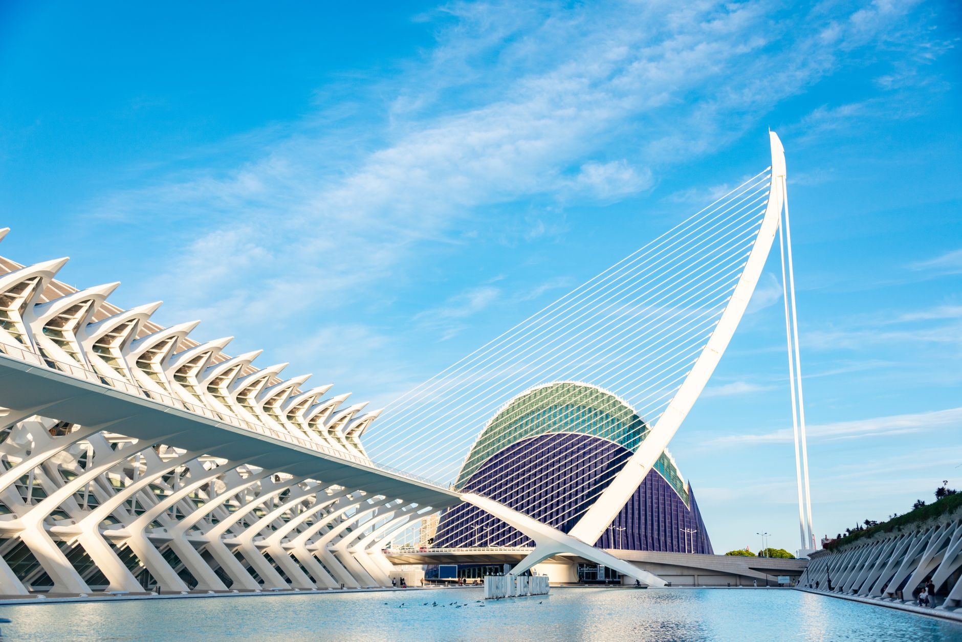 The City of Arts and Sciences in Valencia, the ribbed white science museum, the harp-shaped Assut de l'Or bridge and the blue Àgora dome over a shallow pool
