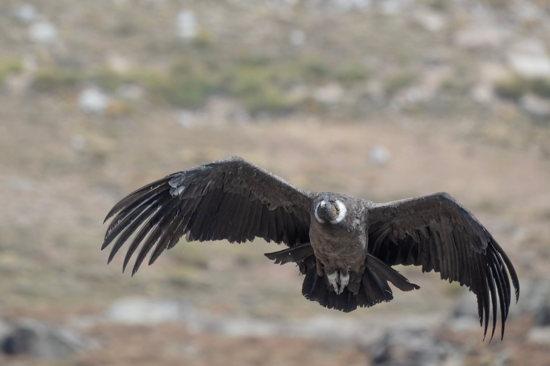 An Andean condor turning over the ridgeline