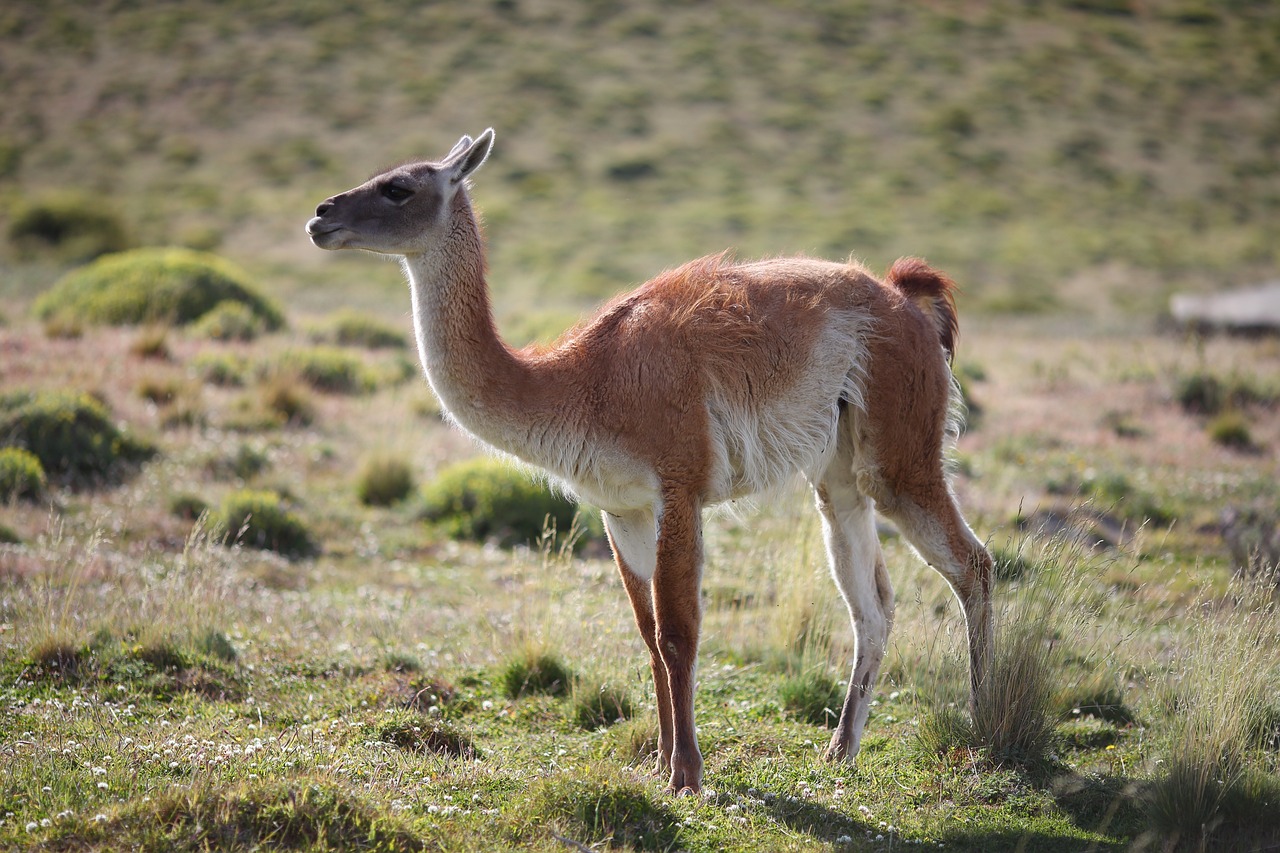 A herd of guanacos on the open grassland of Valle Chacabuco
