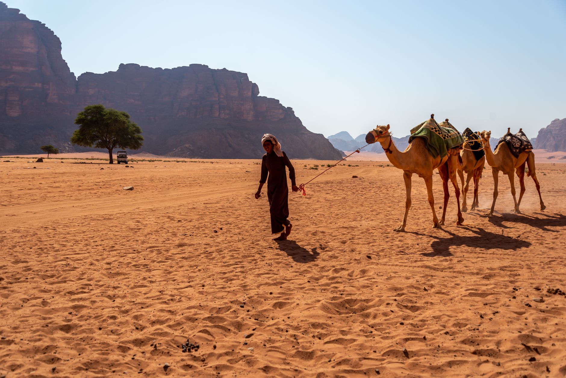 A guide in a white headscarf leading three saddled camels across open sand in Wadi Rum