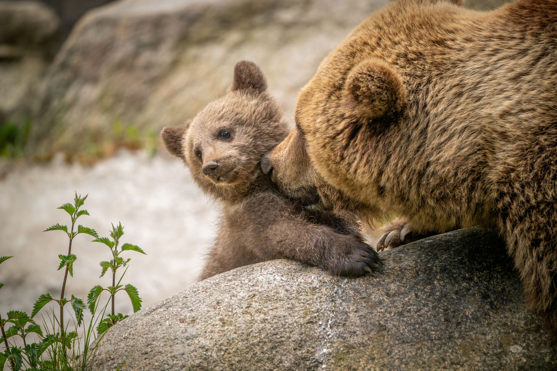 A brown bear cub pressing against its mother on a rock