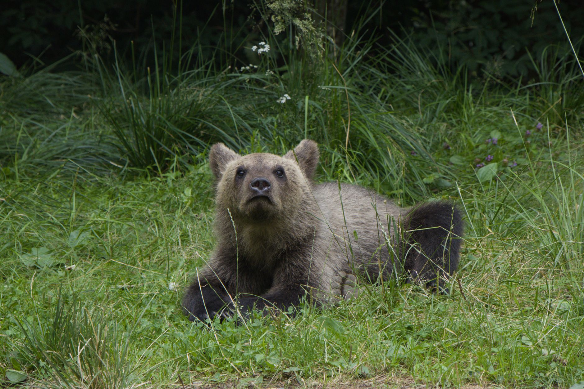 A young brown bear sitting in long summer grass at the edge of forest