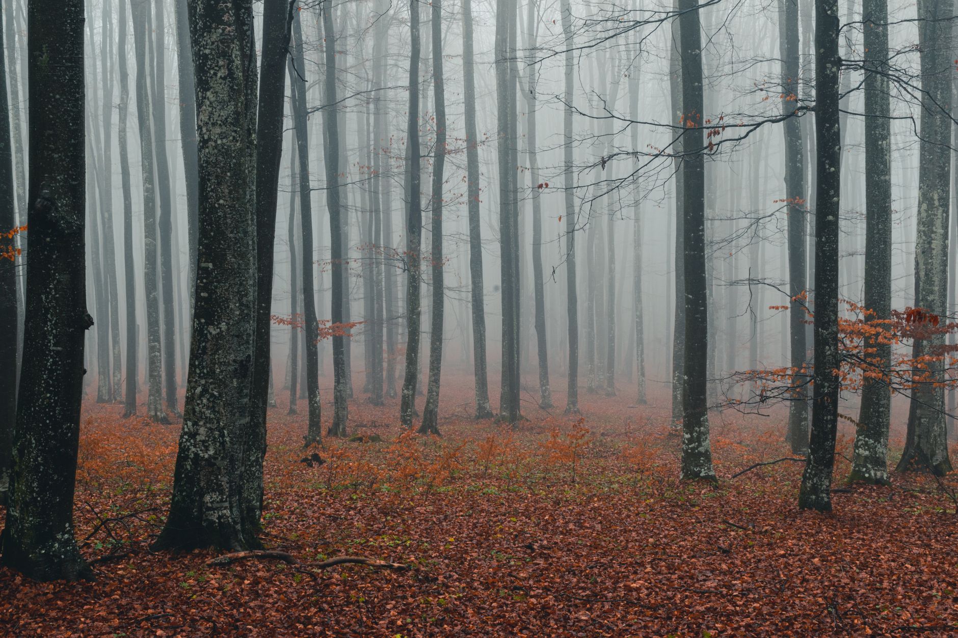 Mist between bare beech trunks above a floor of fallen red leaves