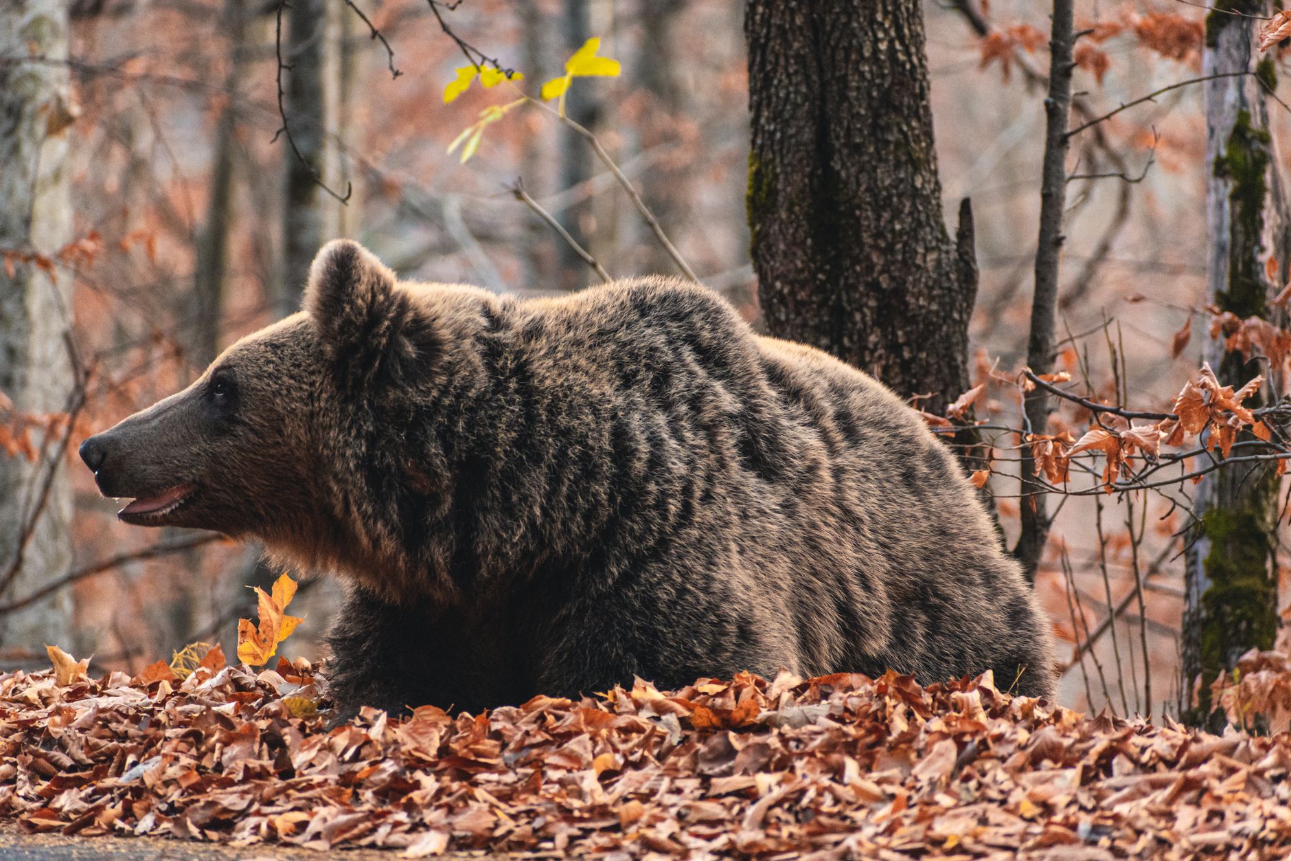 Over 10,000 Bears and Three Ways to See One