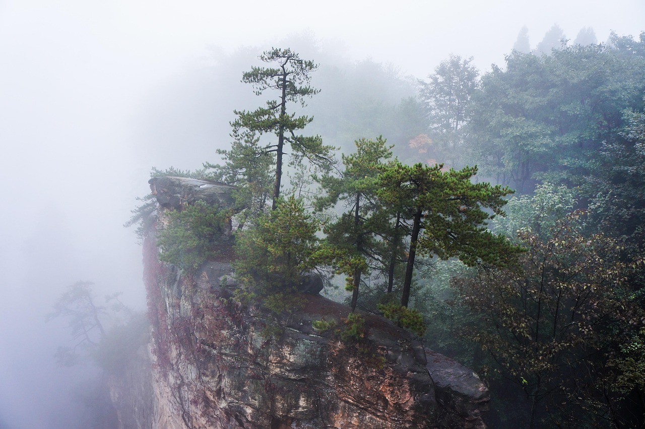 Pines rooted on a sandstone clifftop in Zhangjiajie with mist below